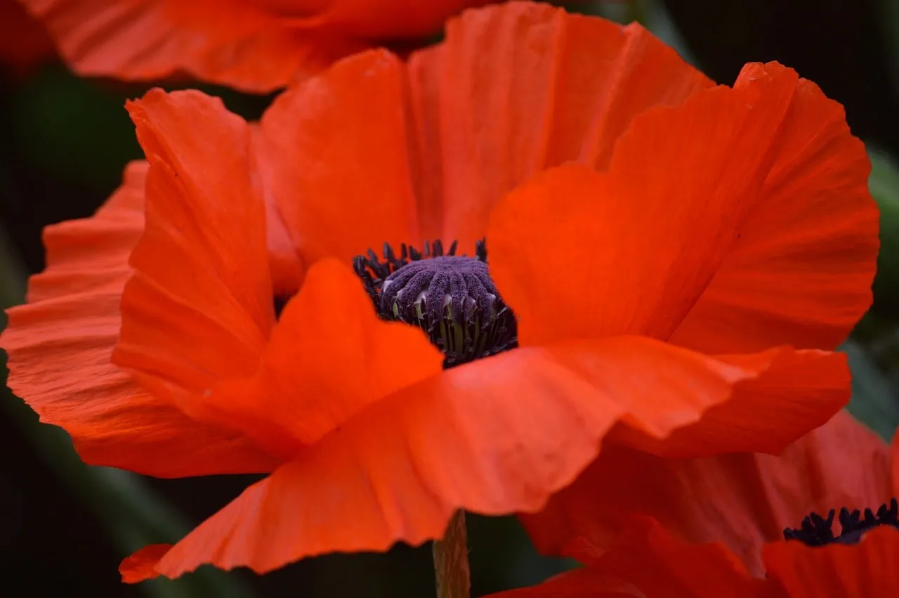 Vibrant Scarlet Poppy: Nature's Fiery Petals in Detail