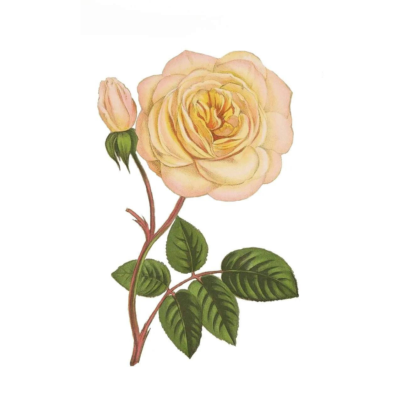 Exquisite Vintage Pink Rose Botanical Illustration