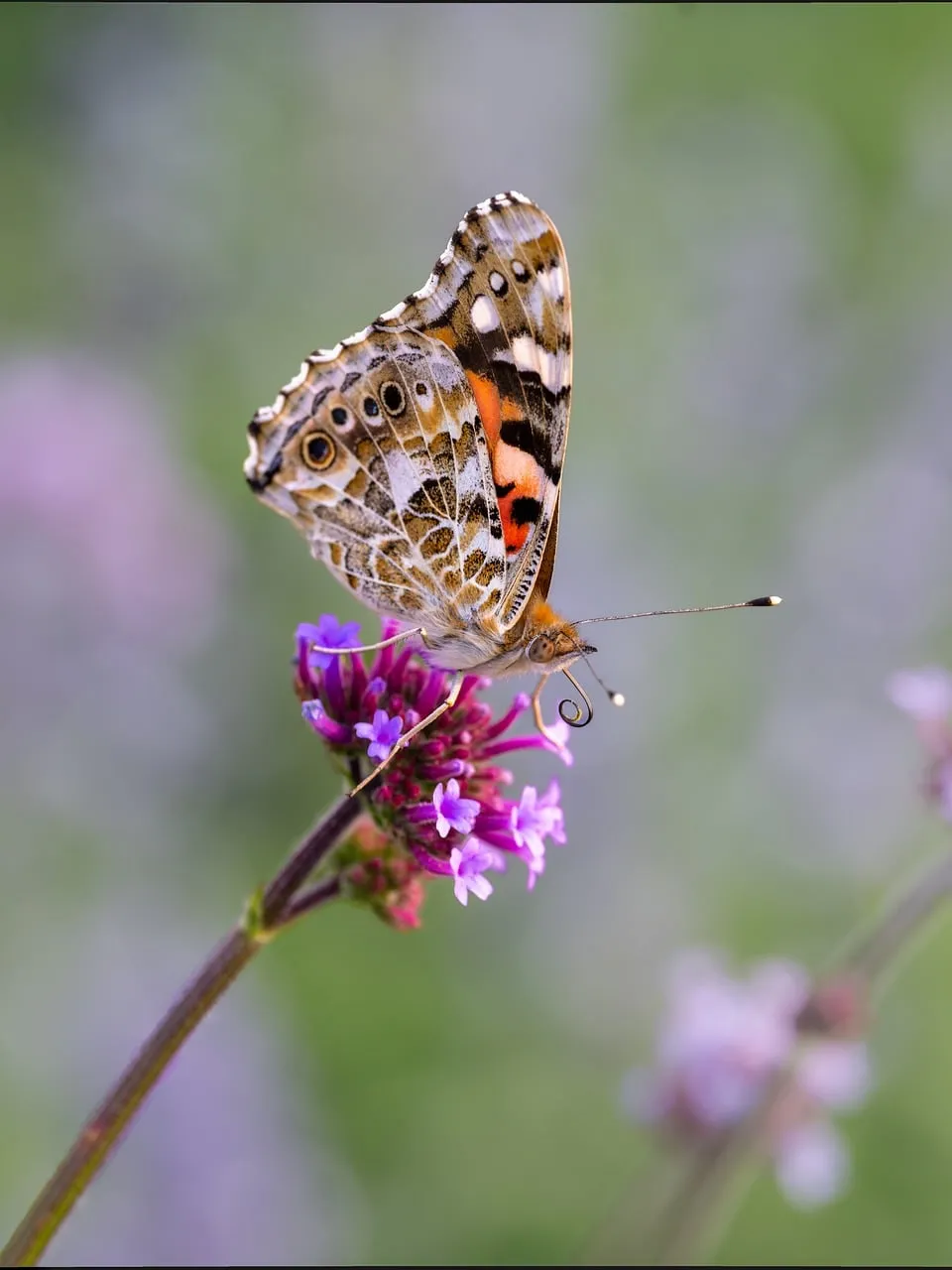 Vibrant Painted Lady Butterfly on Purple Bloom