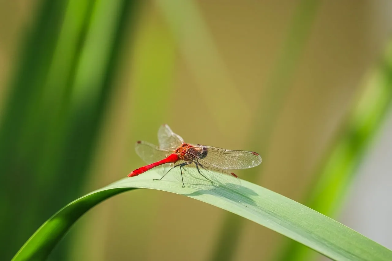 Vibrant Red Dragonfly Resting on Green Blade