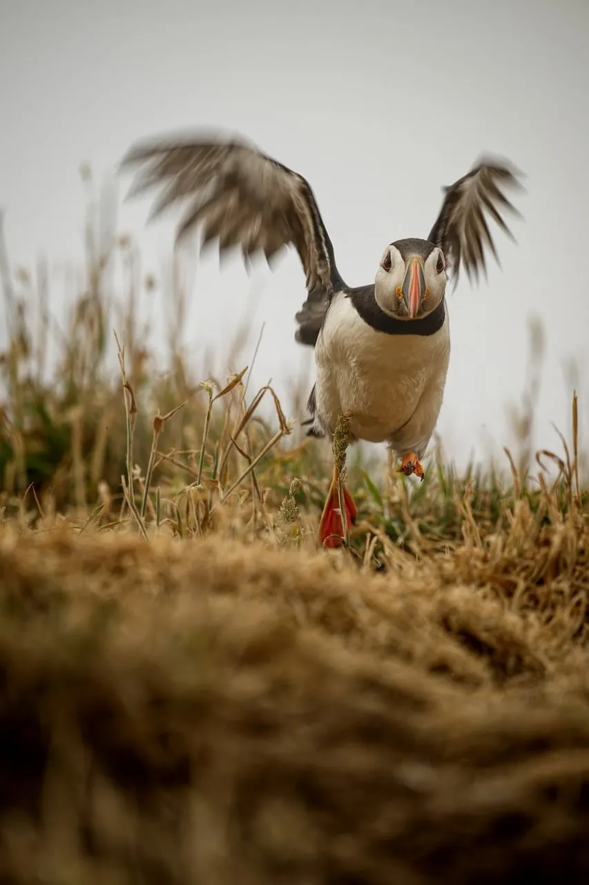 Vibrant Atlantic Puffin Takes Flight from Grassy Cliff