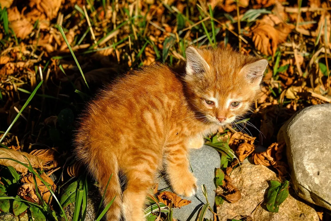 Adorable Ginger Kitten Exploring Golden Autumn Leaves