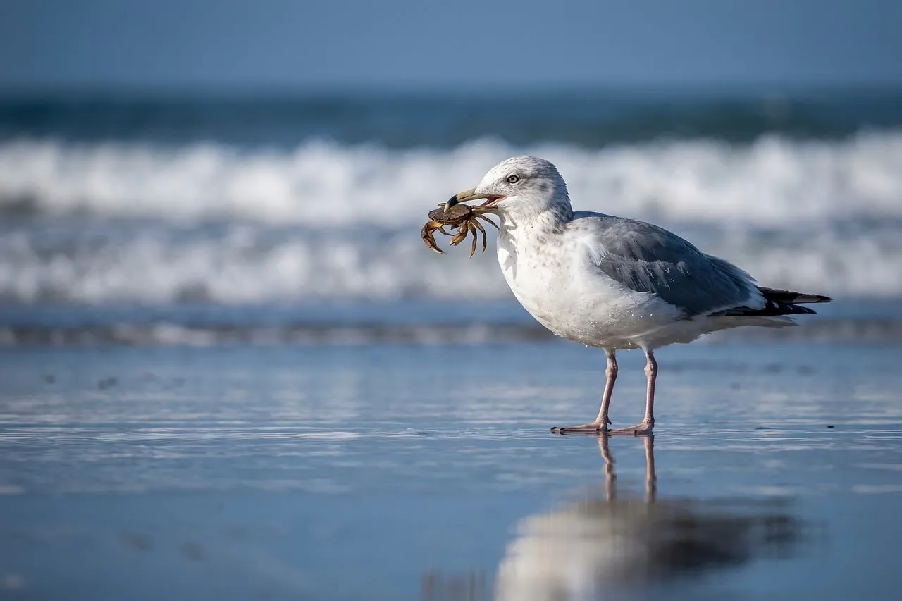 Oceanic Hunter: Seagull with Crab Catch on the Beach