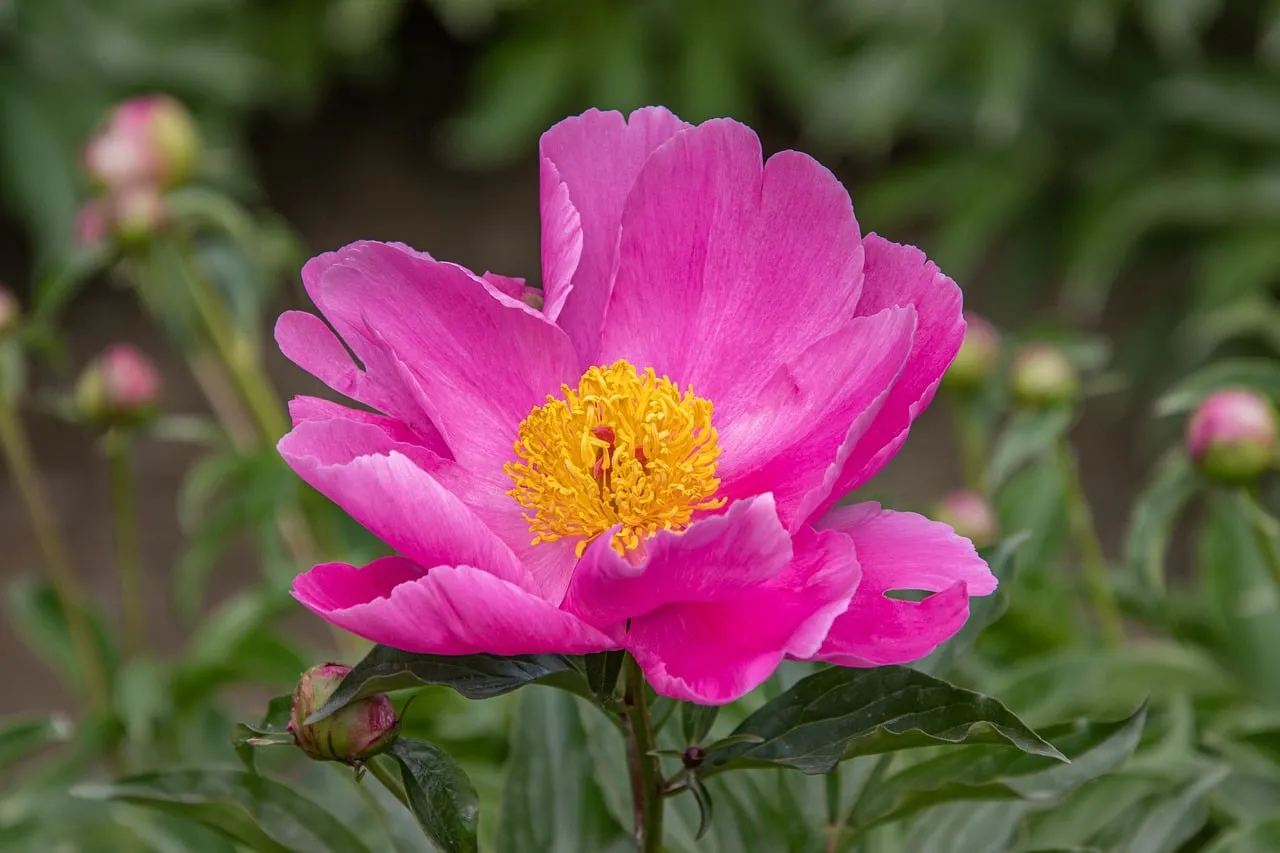 Vibrant Pink Peony: A Stunning Garden Bloom