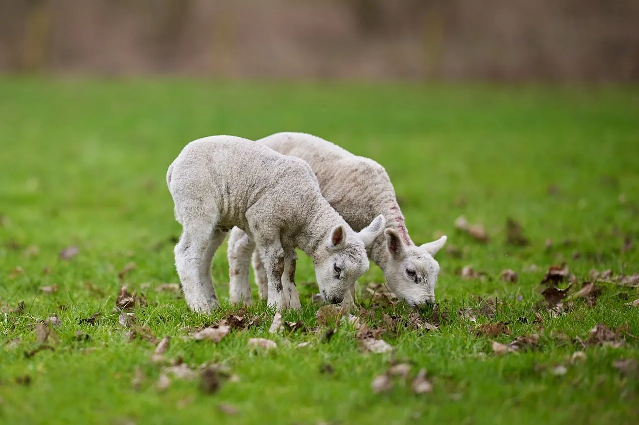 Adorable Lambs Grazing Peacefully in a Vibrant Spring Field