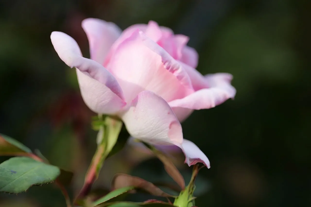 Delicate Pink Rose in Soft Summer Light