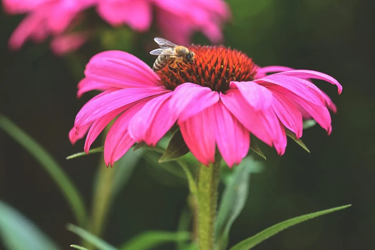 Vibrant Pink Echinacea with Busy Bee Macro