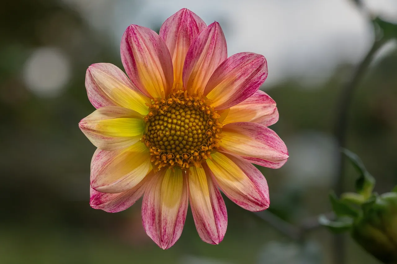 Vibrant Dahlia Dream: A Two-Tone Blossom Wallpaper