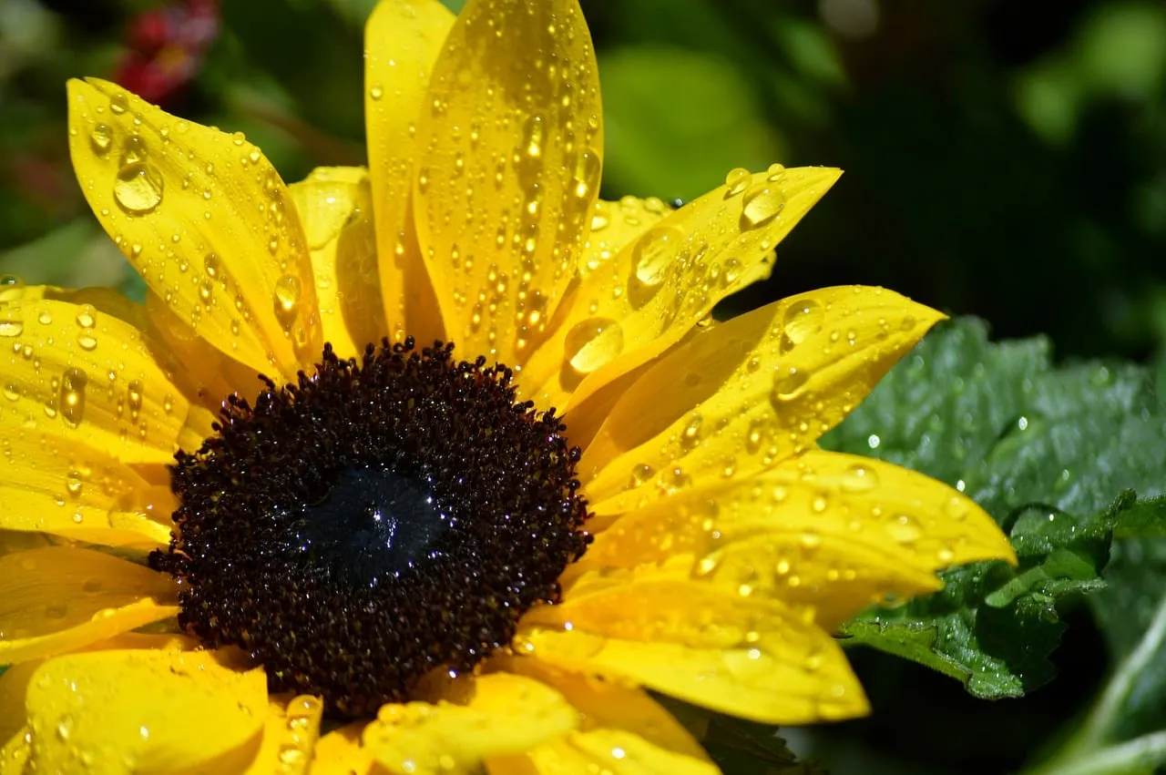Vibrant Sunflower: Macro View of Rain-Kissed Petals