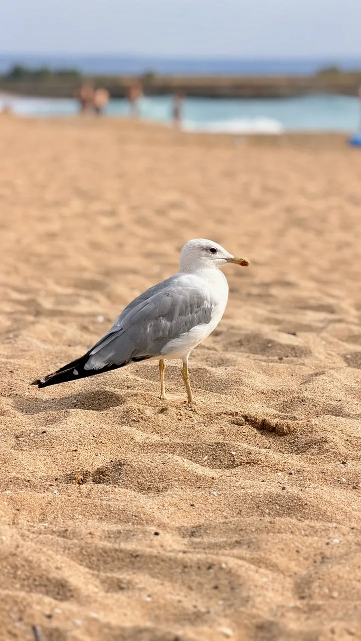 Serene Seagull Strolls on Golden Summer Beach