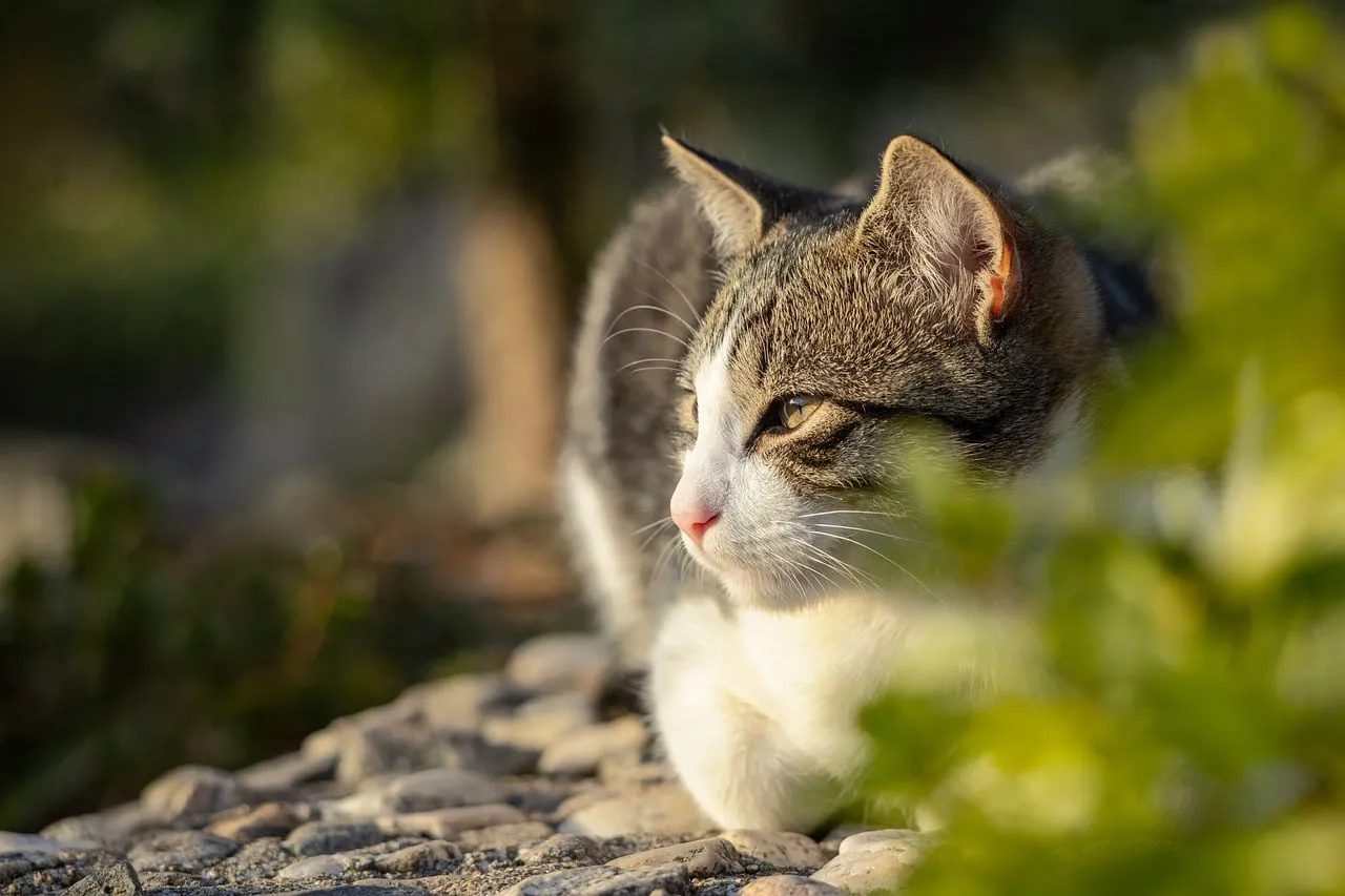 Charming Feline: Relaxed Cat in Golden Sunlight
