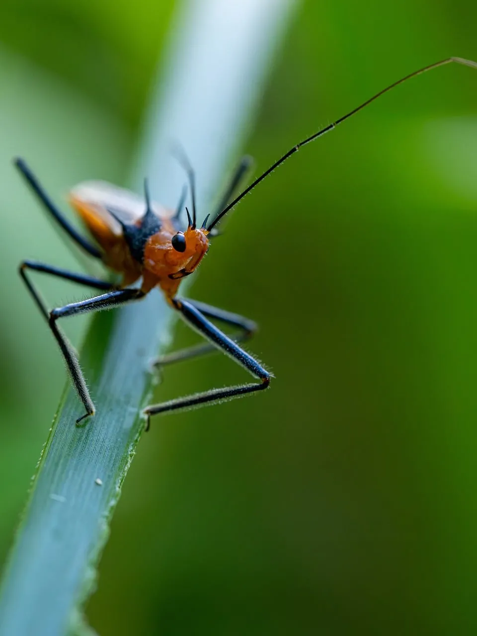 Vibrant Assassin Bug: Macro Wildlife in Nature's Detail