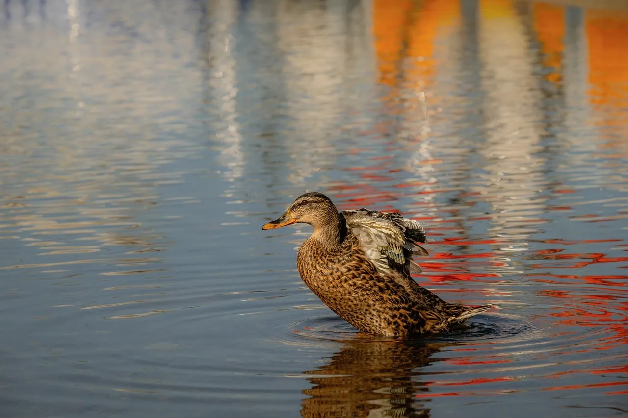 Graceful Duck in Serene Waters: A Nature's Canvas