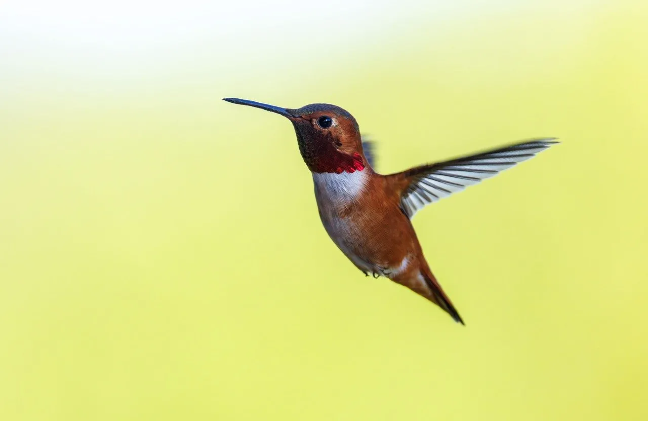 Vibrant Rufous Hummingbird in Flight Against Sunny Bokeh