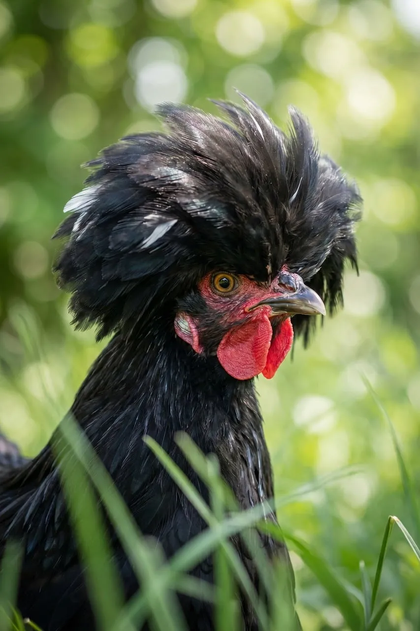 Stunning Hollandse Kuifhoen: A Majestic Black Crested Chicken Portrait