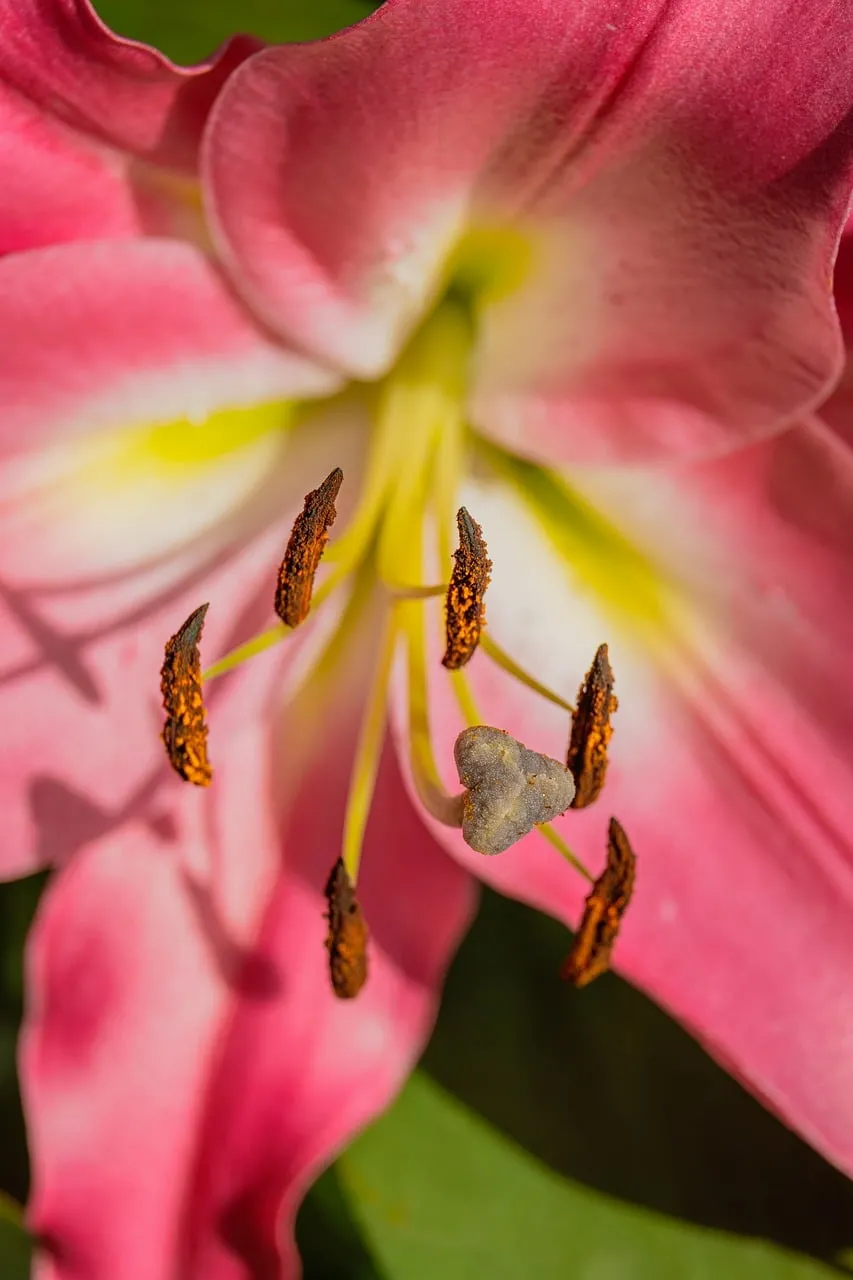 Vibrant Pink Lily: Nature's Intricate Macro Beauty