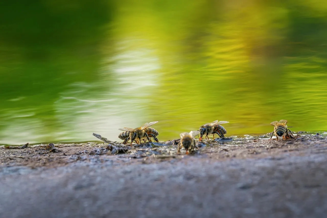 Vibrant Macro: Bees Drinking by Reflective Green Water
