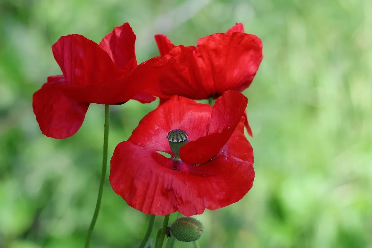 Vibrant Red Poppies Blooming in a Summer Meadow