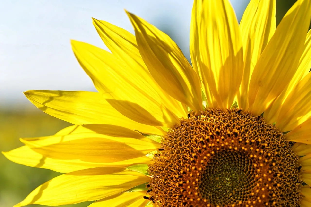 Vibrant Sunflower Close-Up: Nature's Golden Embrace