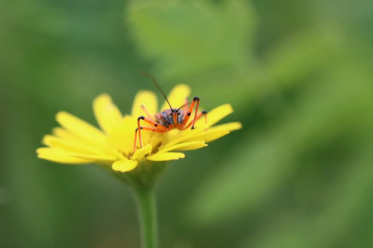 Vibrant Macro: Orange Bug on Yellow Blossom