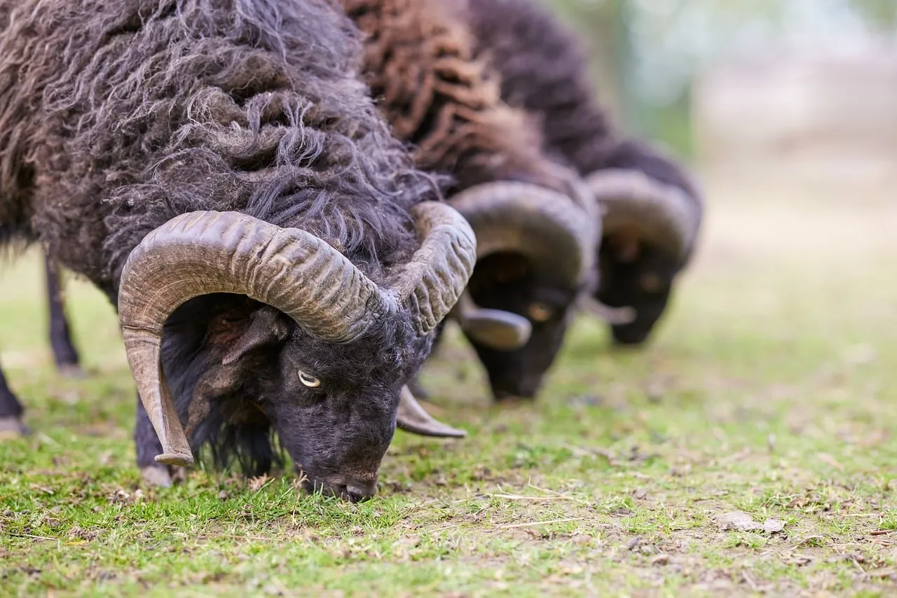 Majestic Black Rams Grazing Serene Meadow