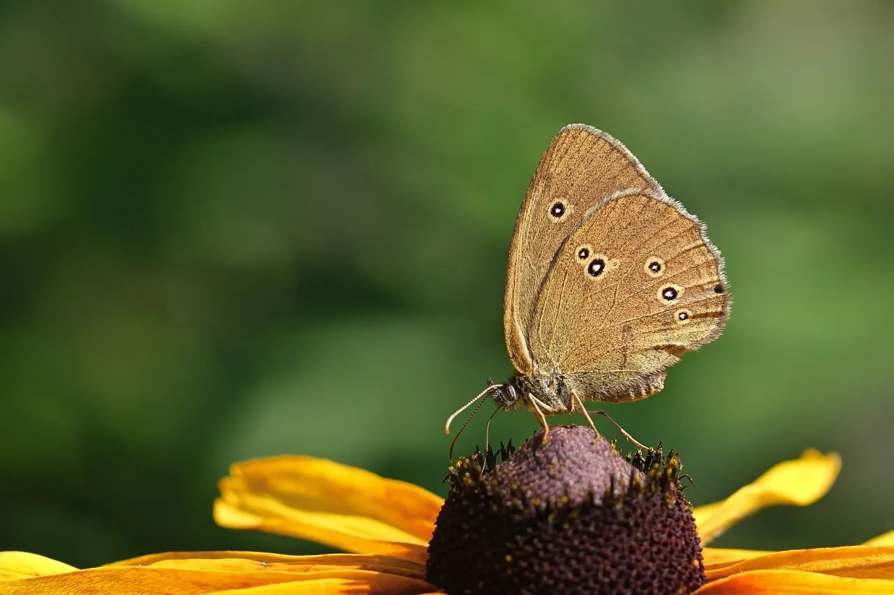 Stunning Butterfly on Coneflower: Summer Garden Close-up