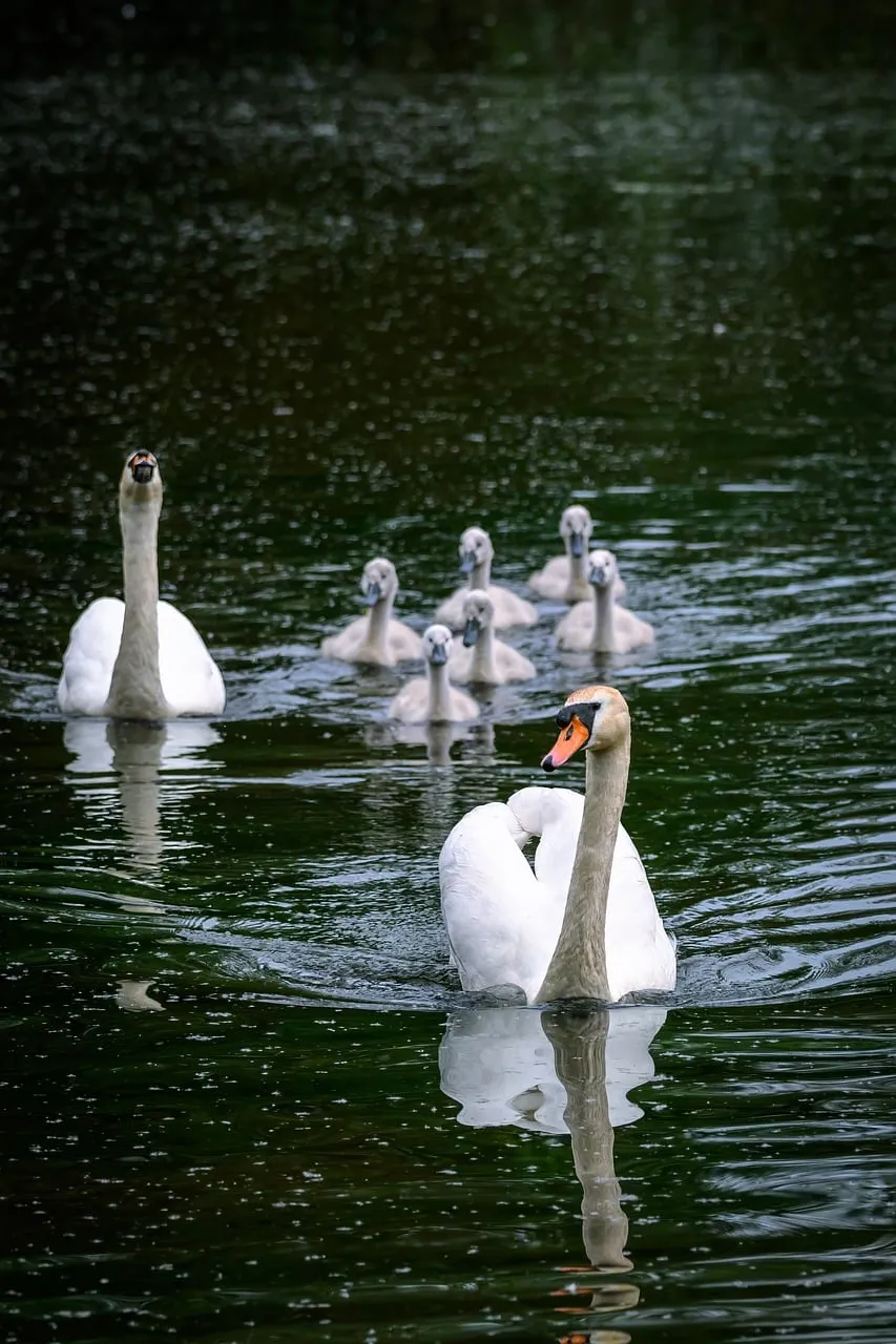 Serene Swan Family: A Majestic Lake Journey