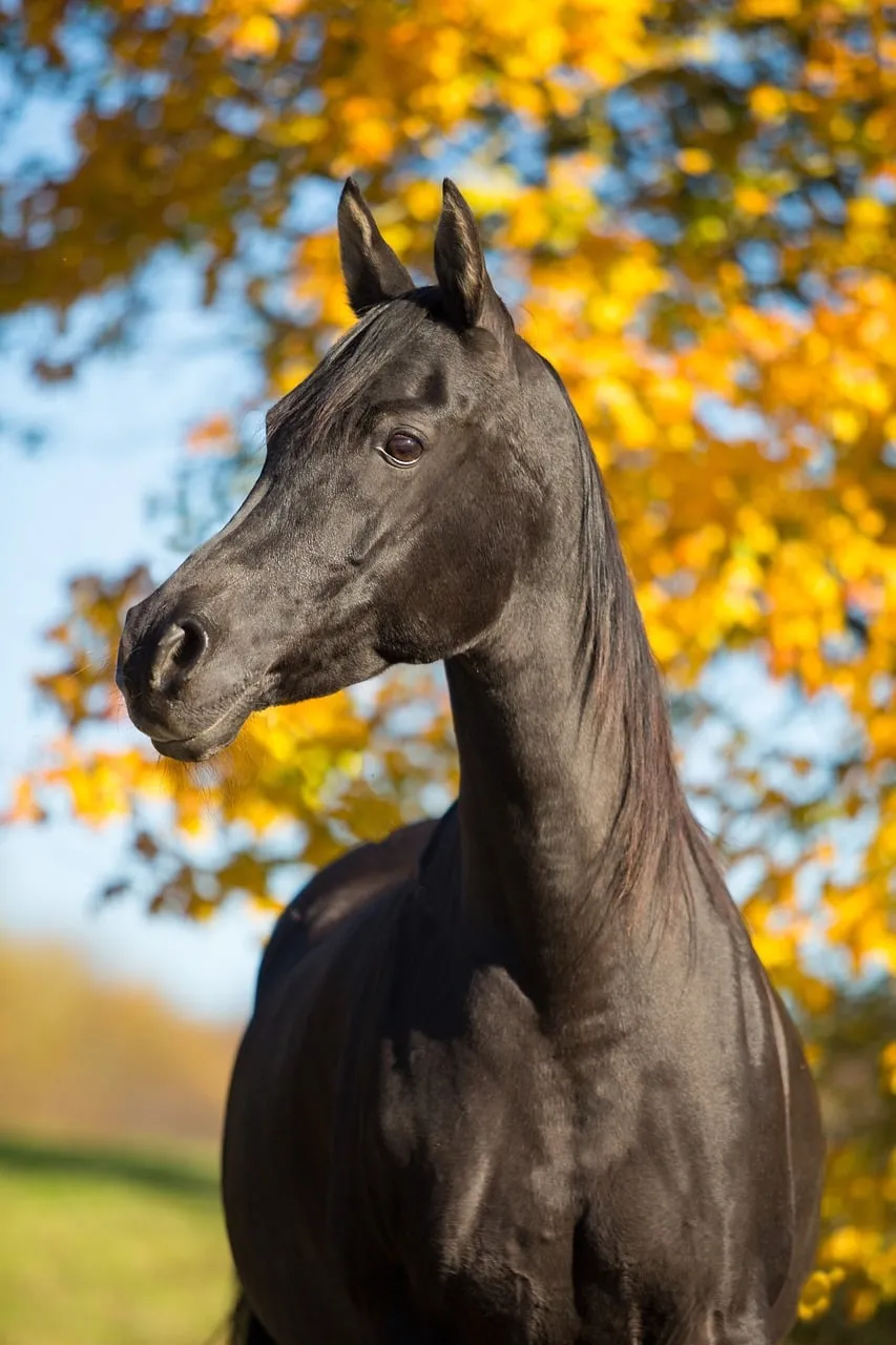 Majestic Black Arabian Horse Amidst Golden Autumn Leaves