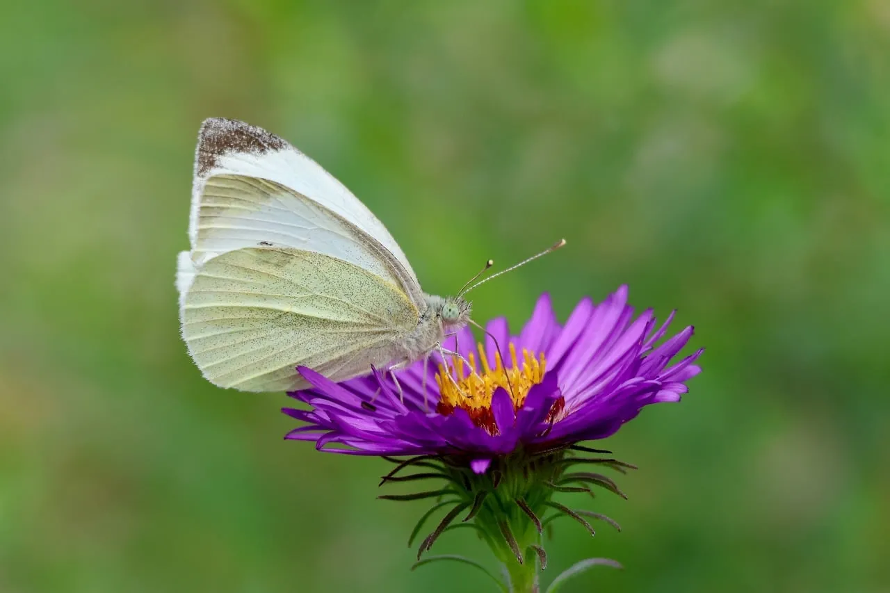 Enchanting Pollination: Cabbage White Butterfly on Purple Aster