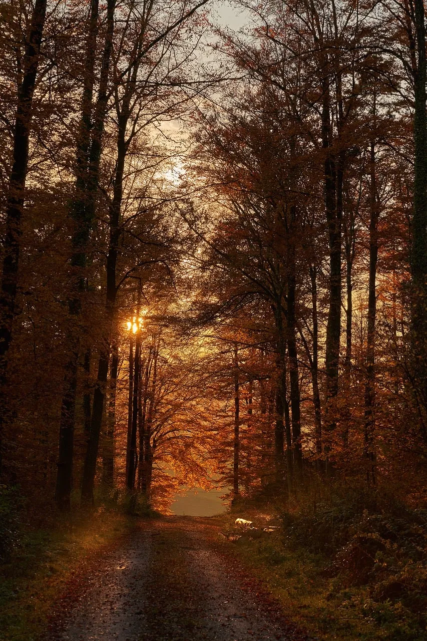 Enchanting Autumn Dusk: Forest Path Bathed in Golden Sunset