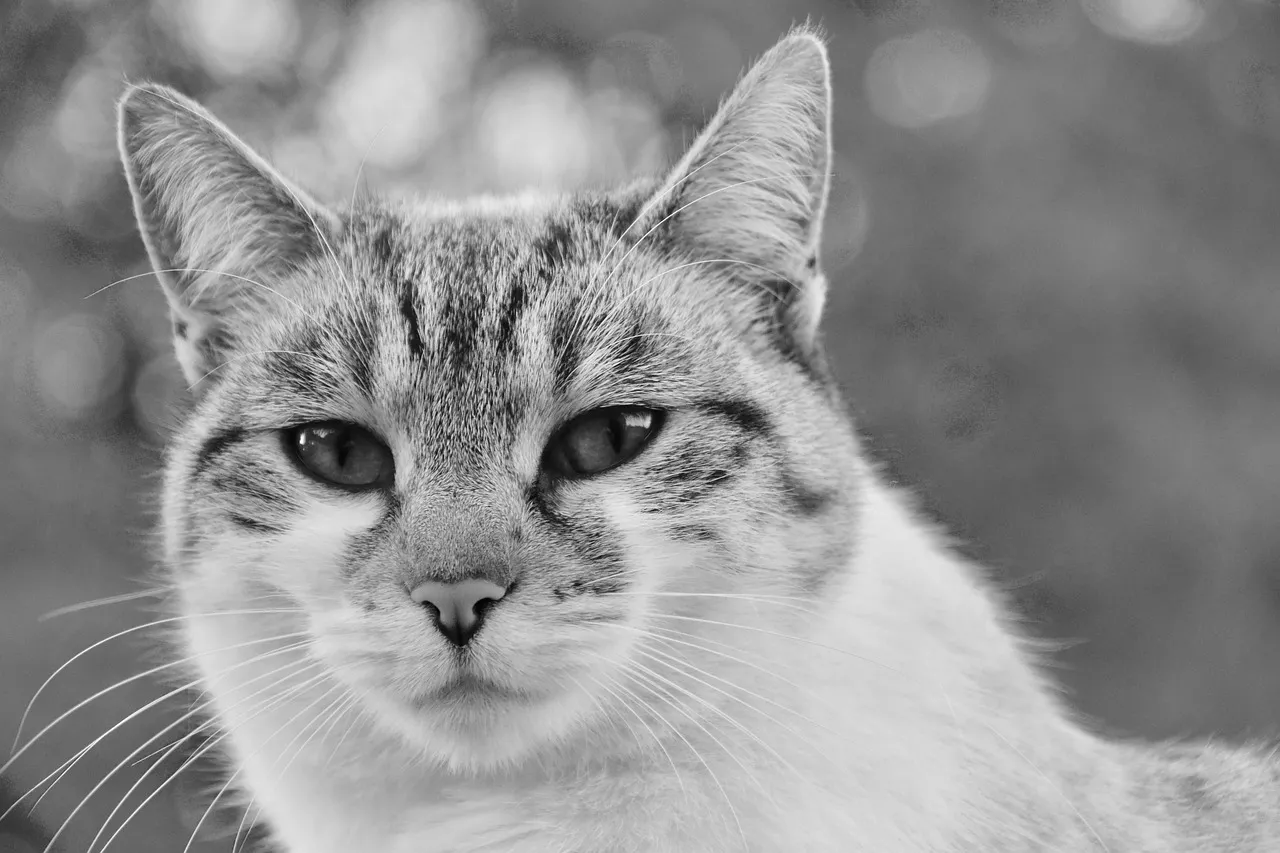 Striking Monochrome Feline Portrait: Curious Gaze