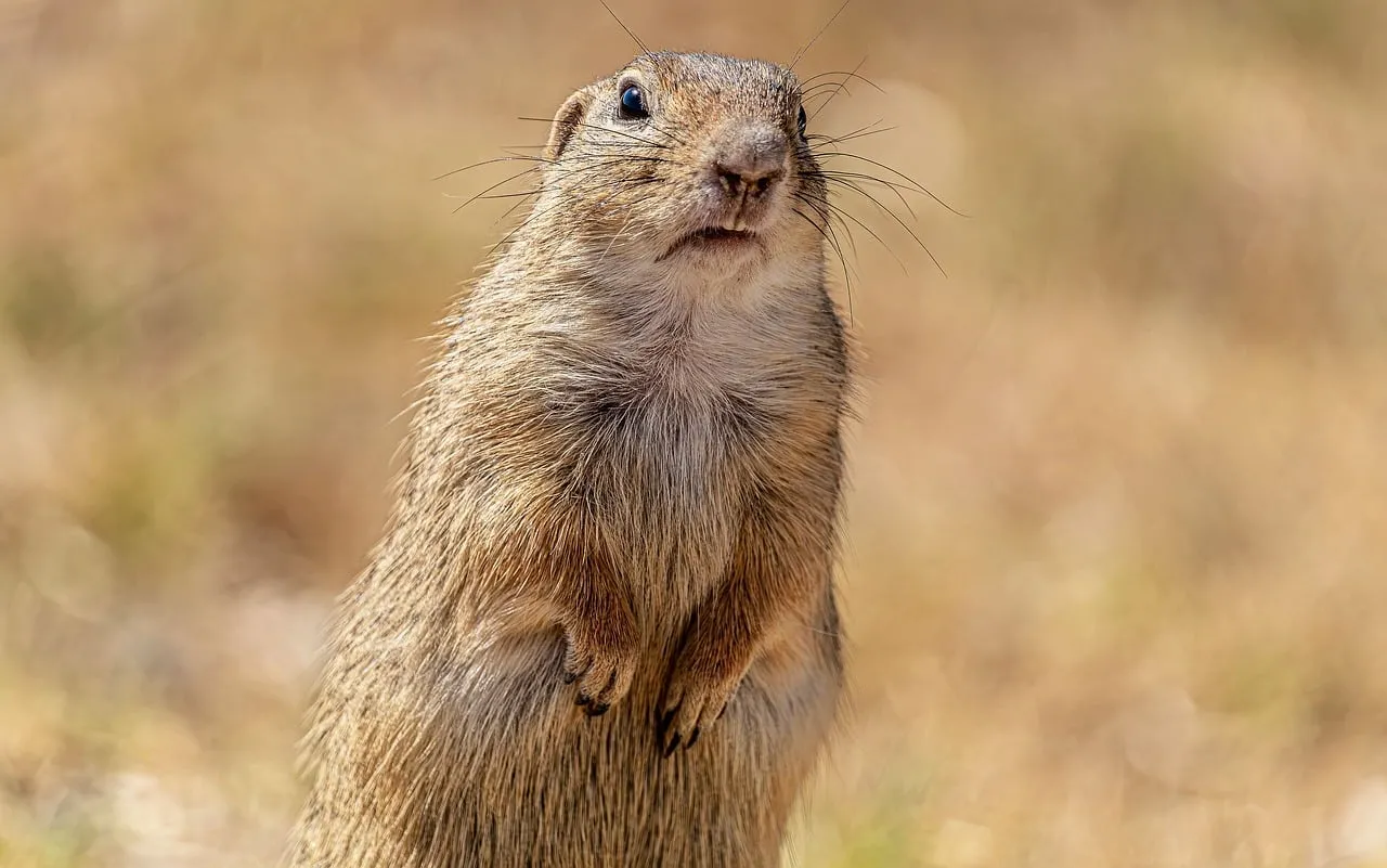 Captivating Wildlife: Curious Ground Squirrel in Natural Sunlight