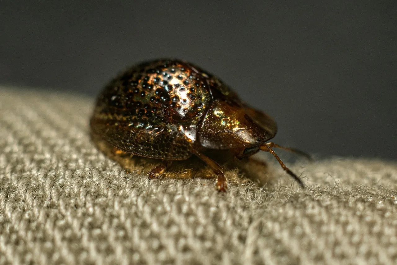 Stunning Golden Metallic Beetle: A Macro Nature's Gem