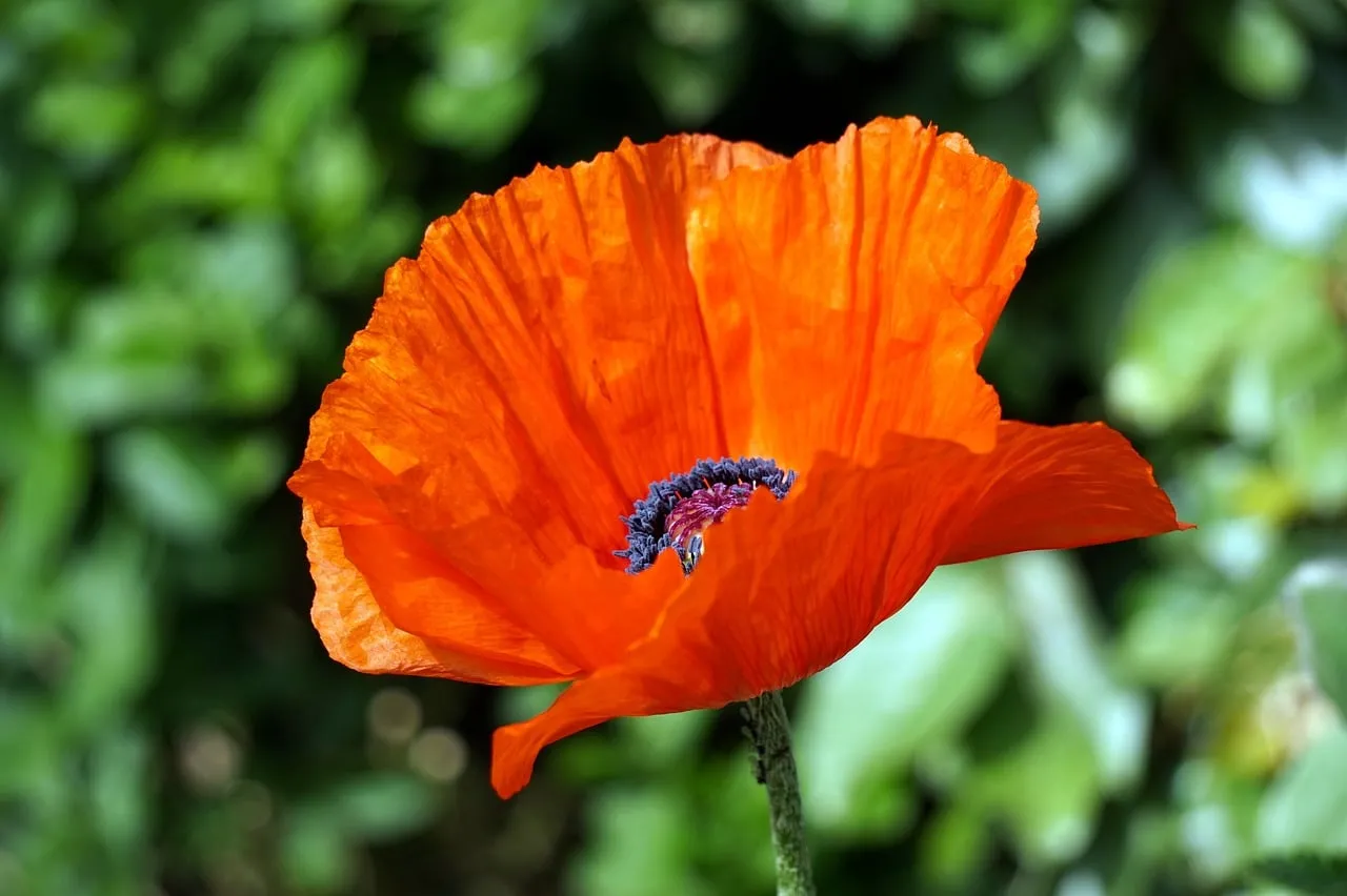 Vibrant Scarlet Poppy: A Close-Up of Nature's Beauty