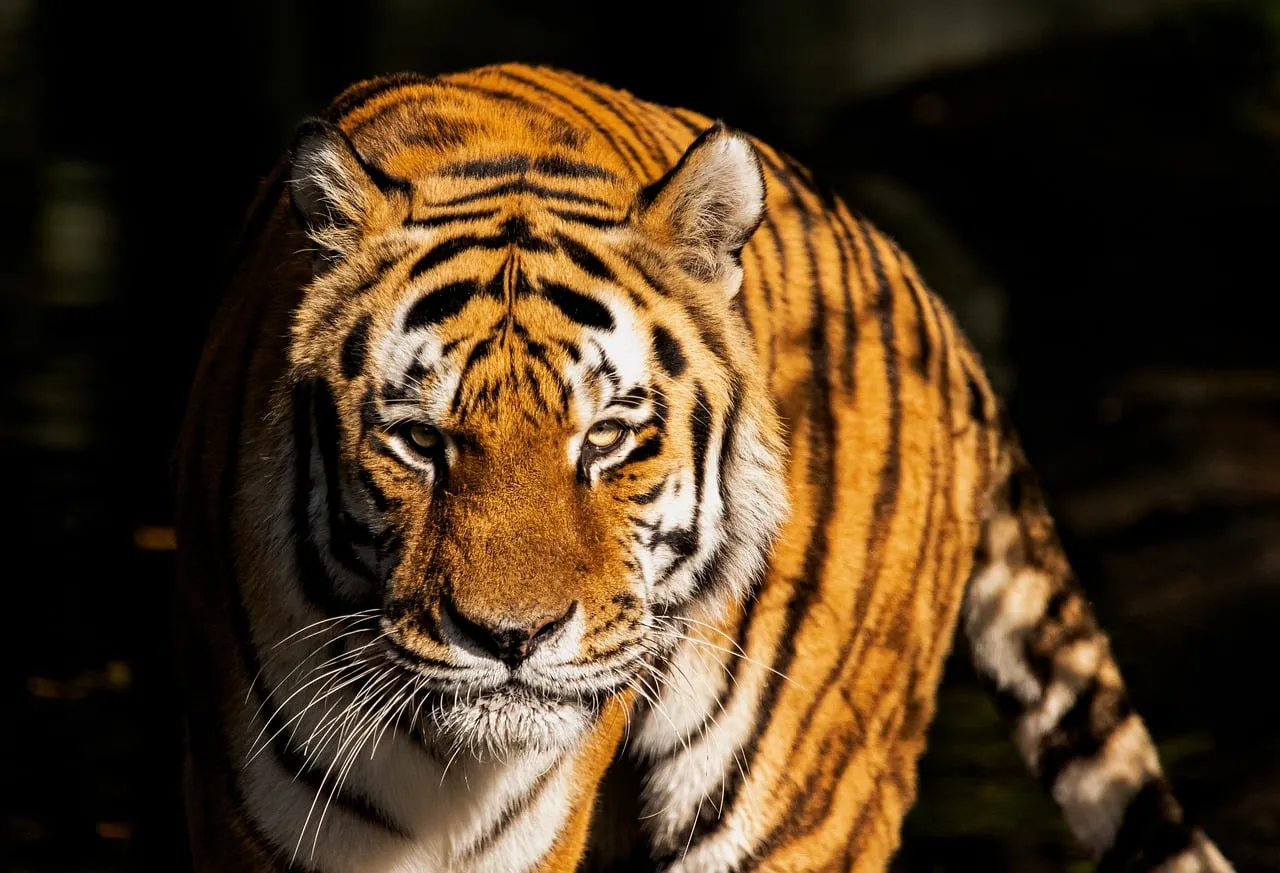 Majestic Hunter: Piercing Gaze of the Wild Tiger