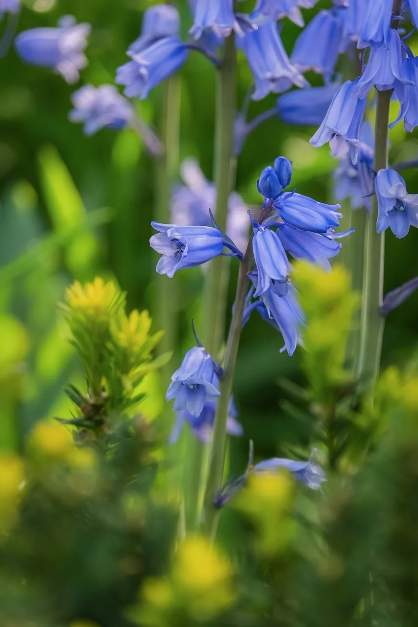 Enchanting Bluebell Blooms in a Serene Forest Garden