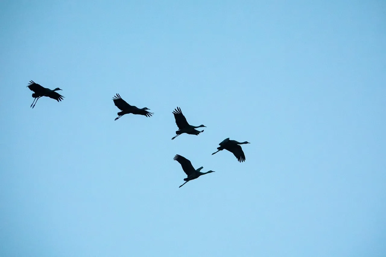 Graceful Cranes Soar Against the Serene Sunset Sky