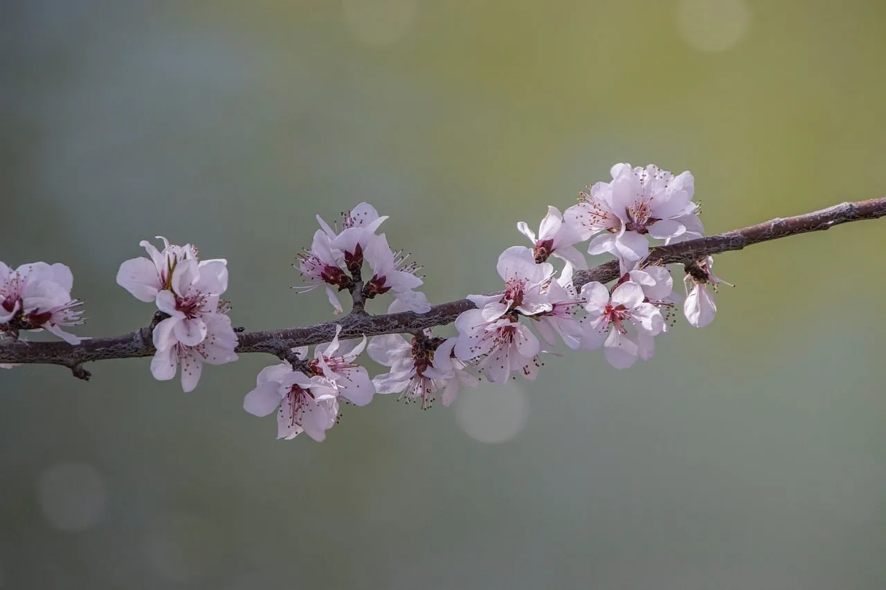 Delicate Peach Blossoms: Spring's Gentle Embrace
