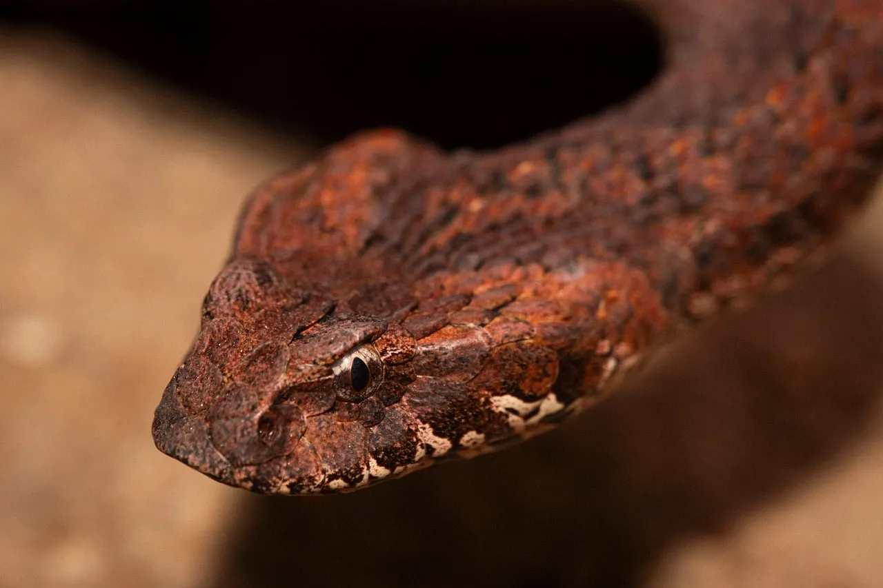 Stealthy Desert Hunter: The Deadly Death Adder's Intense Gaze