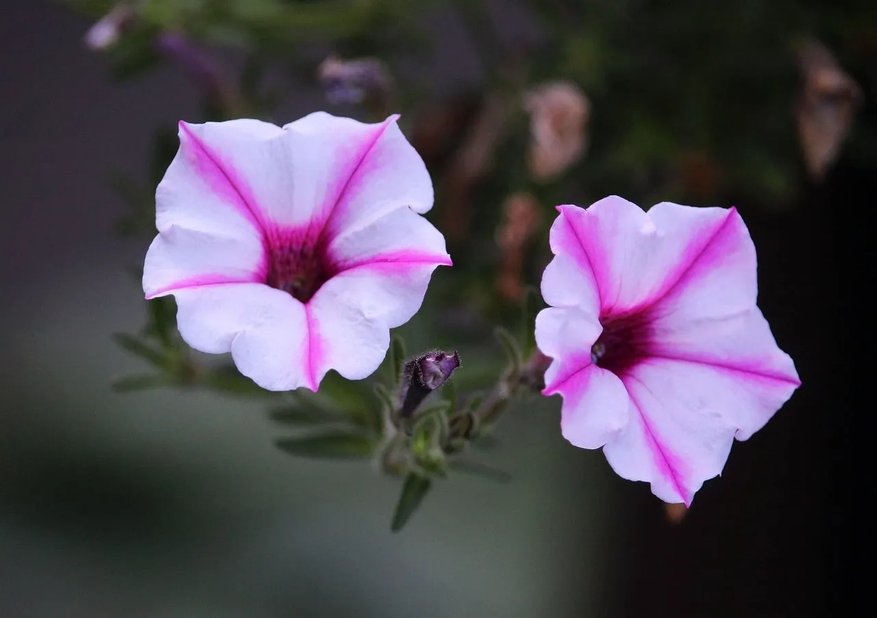 Vibrant Petunia Duo: Striking Pink and White Blooms