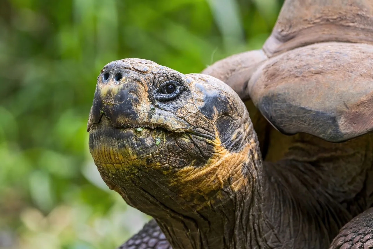Majestic Galapagos Giant Tortoise: A Close-Up of Ancient Wisdom