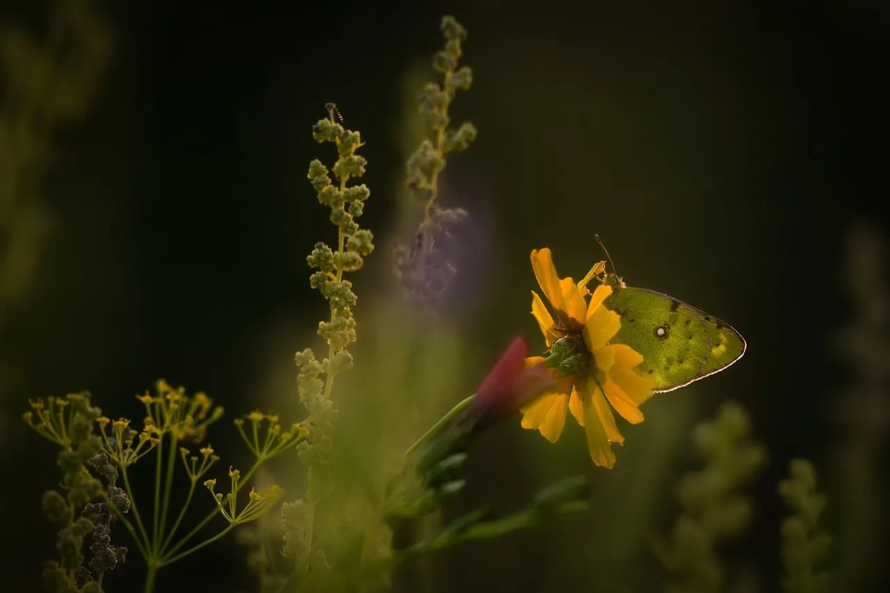 Golden Hour: Butterfly's Embrace on a Sunflower's Heart