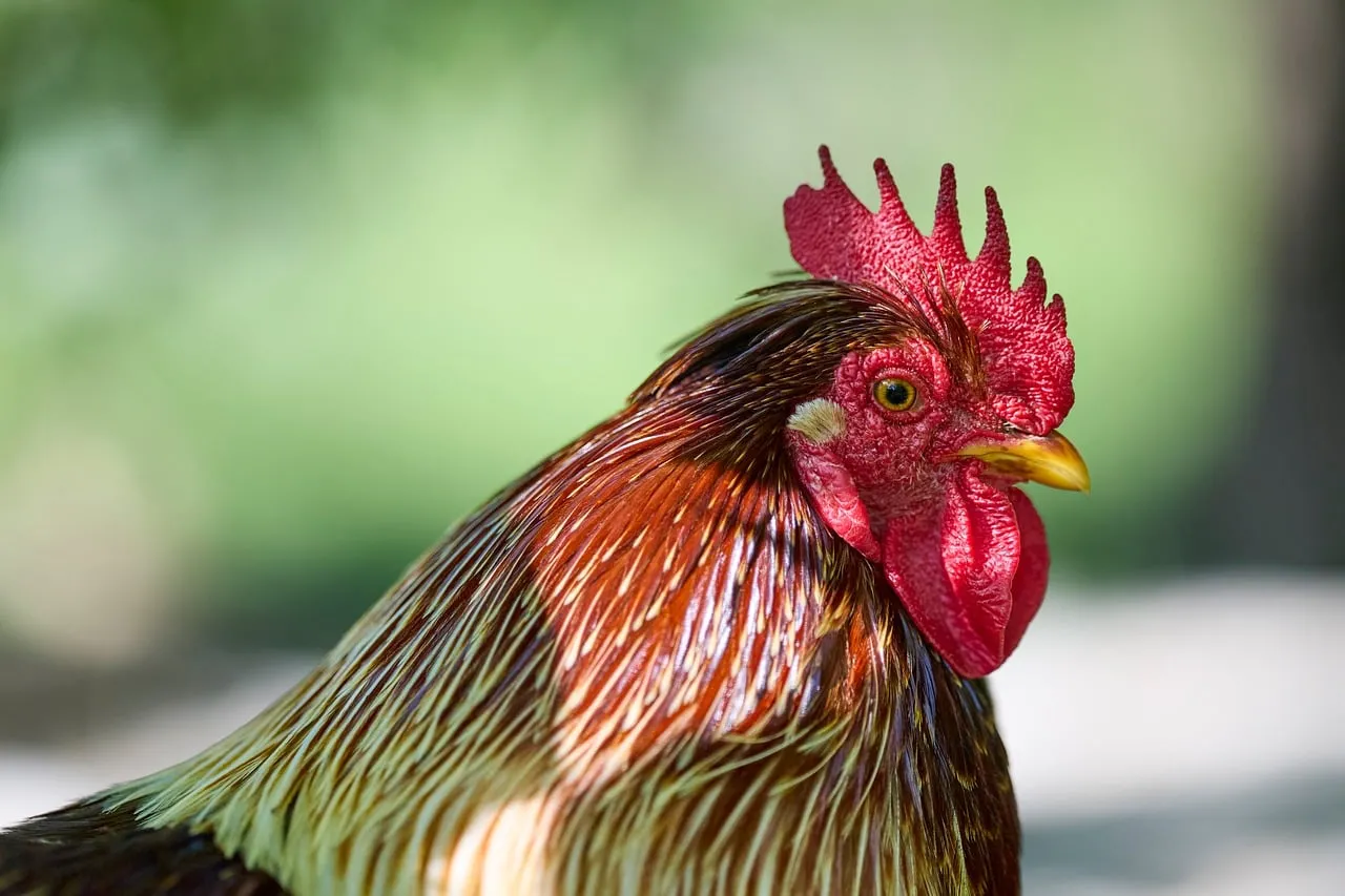 Majestic Rooster Profile: Vibrant Farm Animal Portrait