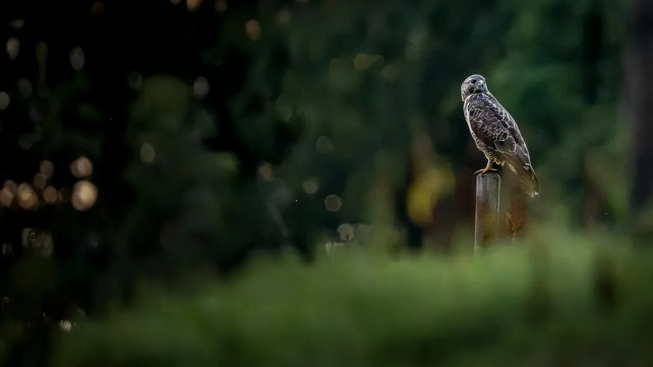 Majestic Buzzard Perched in Golden Evening Light