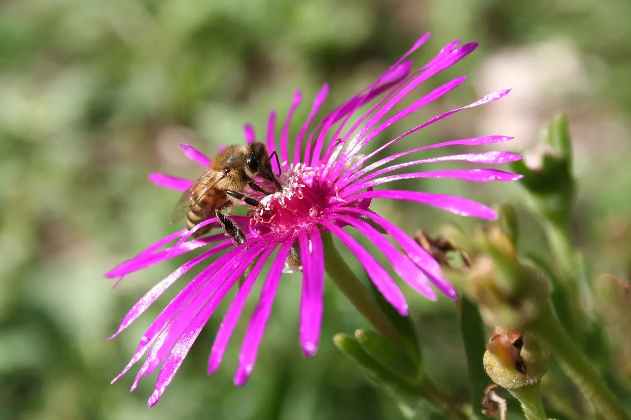 Vibrant Bloom: Bee Pollinating Dazzling Magenta Flower