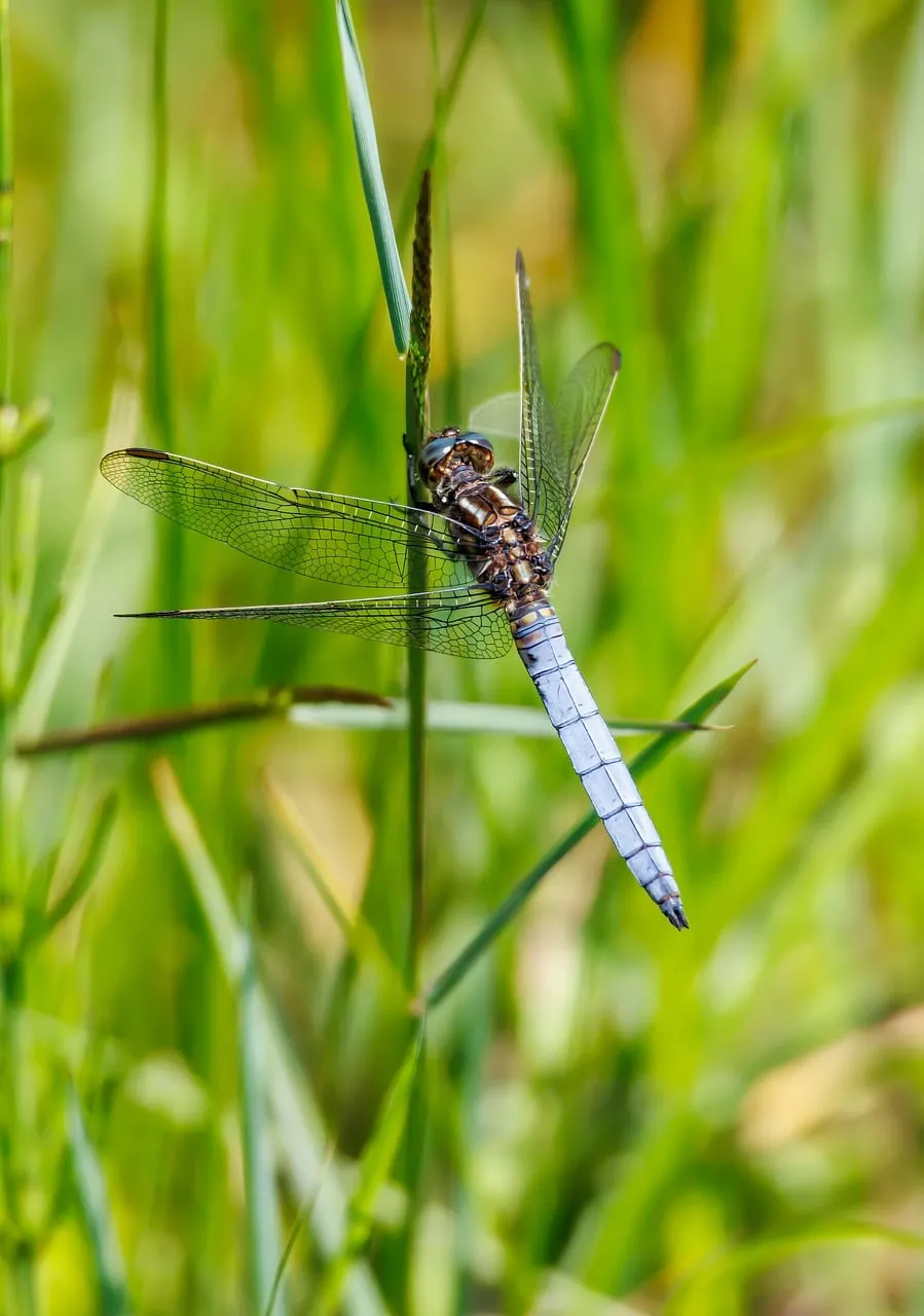 Vivid Blue Dragonfly Perched: Nature's Delicate Balance