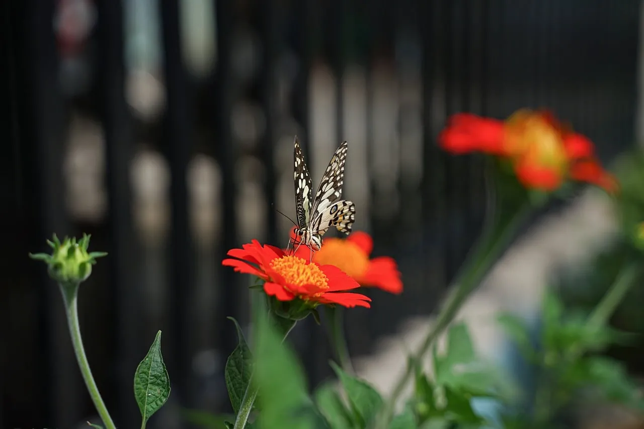 Vibrant Zinnia hosts a Dainty Swallowtail in a Garden Macro