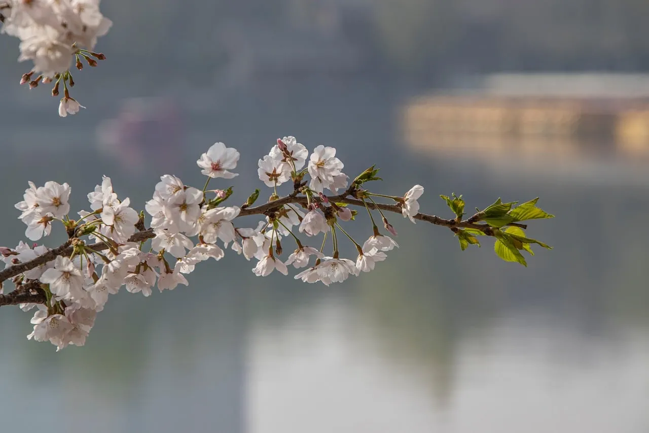 Enchanting Sakura Blossoms: A Serene Spring Reflection