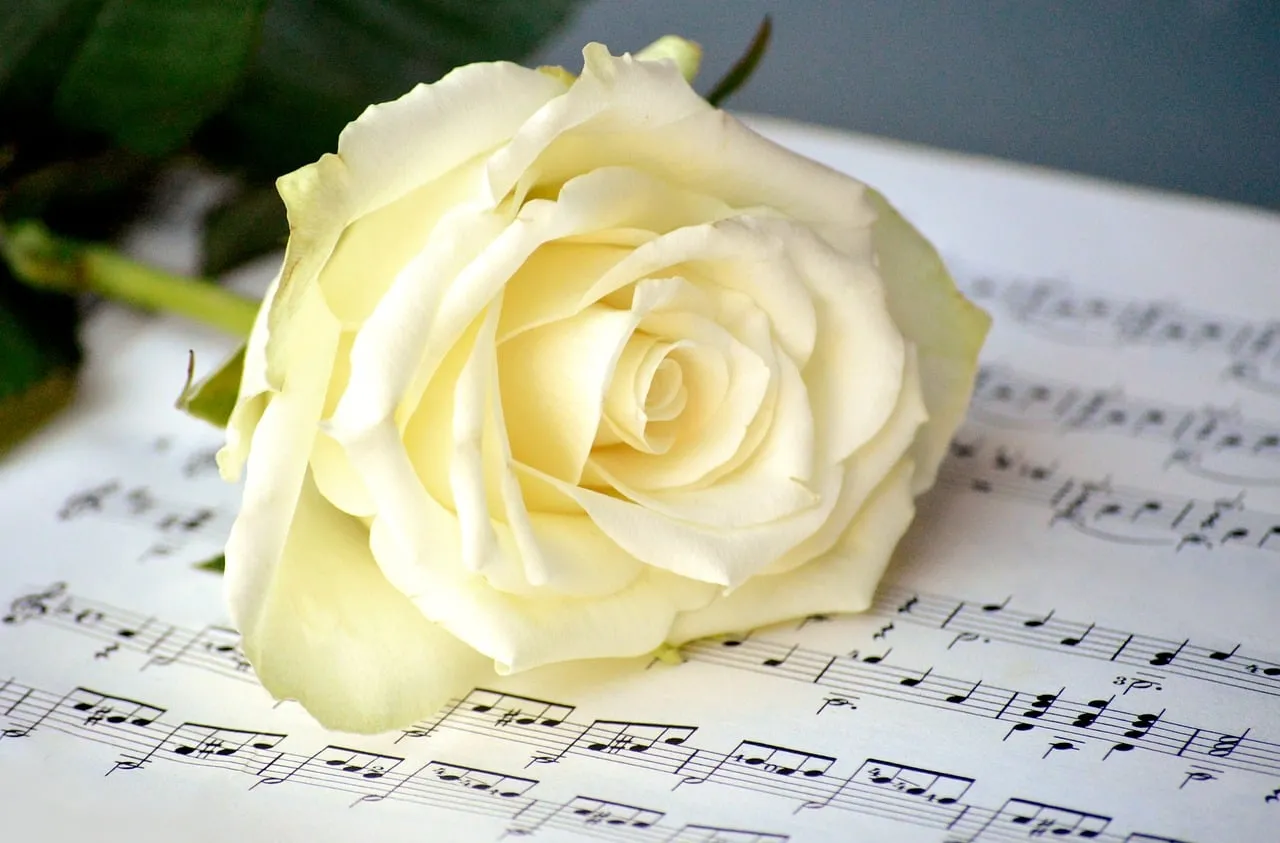 Enchanting Rose Melody: A Symbol of Love and Music