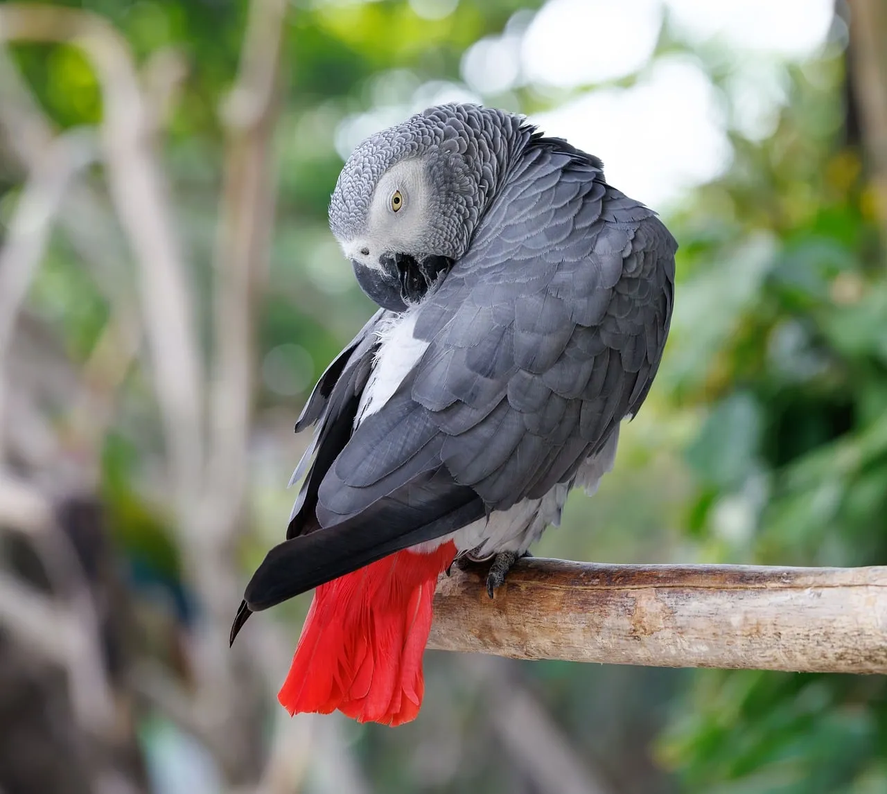 Striking Red-Tailed Grey Parrot in Natural Wildlife Habitat
